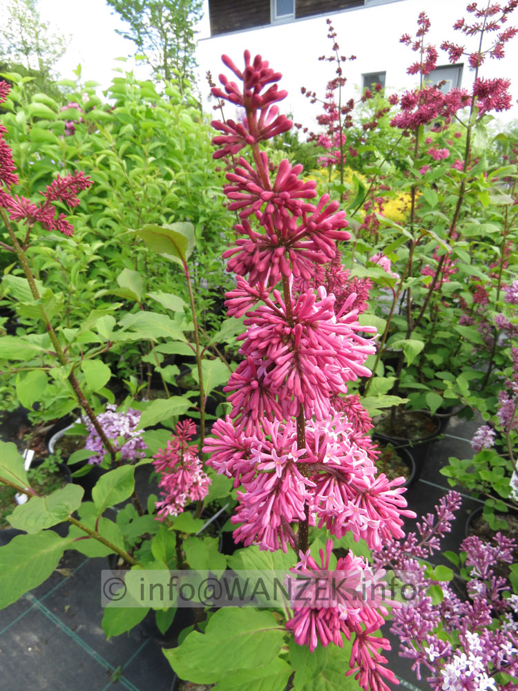 Syringa prestoniae Miss Canada 06.JPG